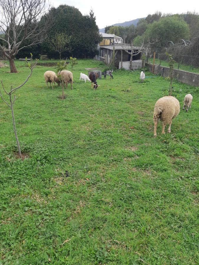 Casa Do Coura Guest house Caminha